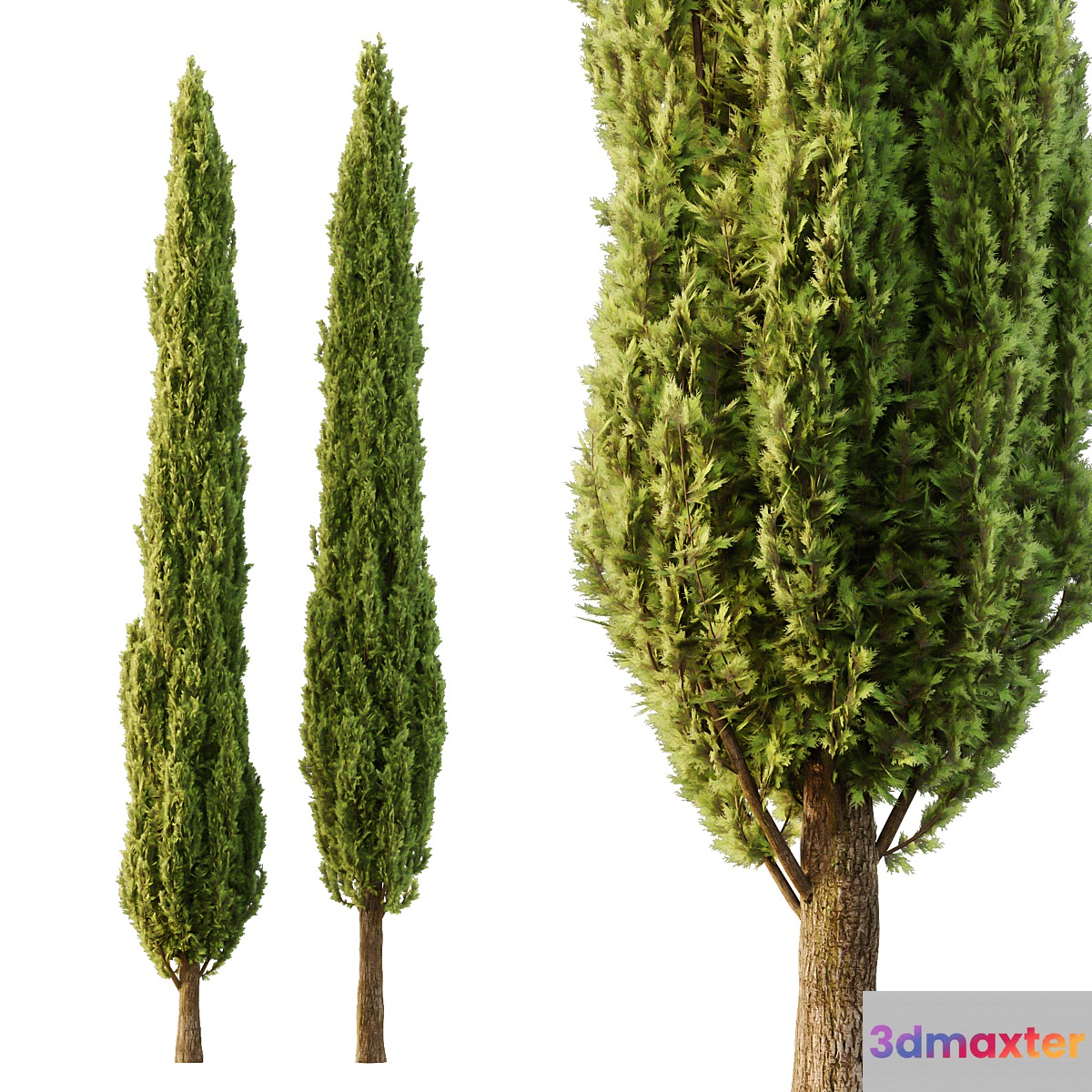 Italian Cypress Tree06 3D Max