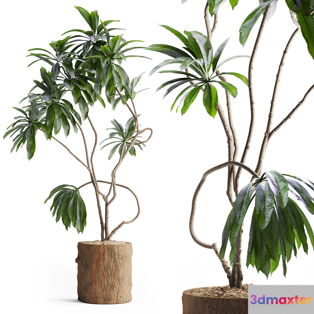 Indoor Plant in Wooden Pot 3D Max