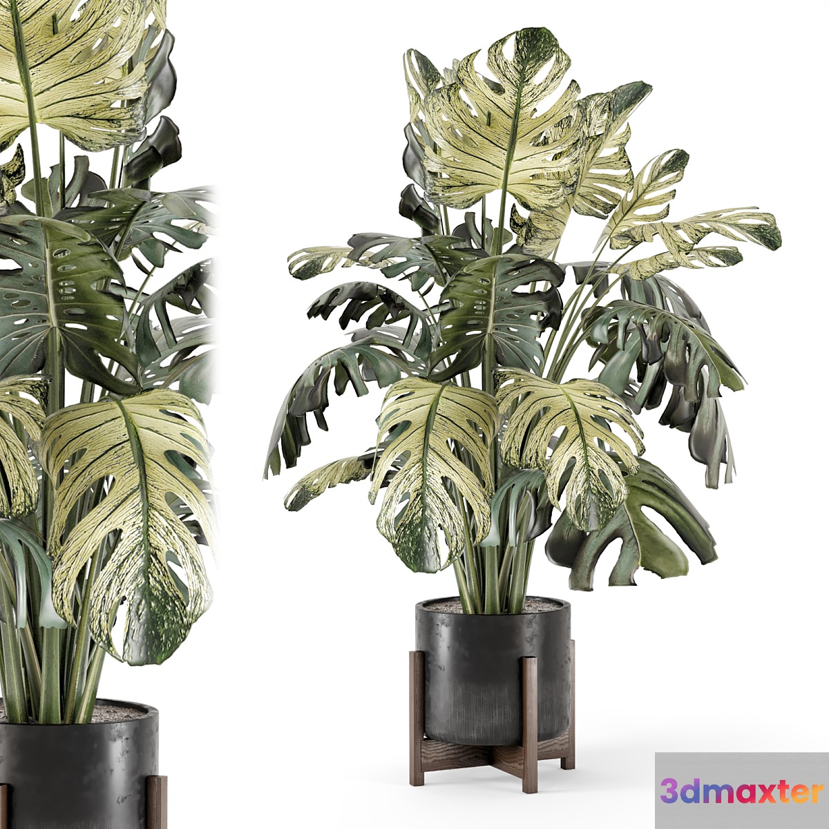 Indoor Plants in Handmade Stone Pot - Set 2174 3D Max