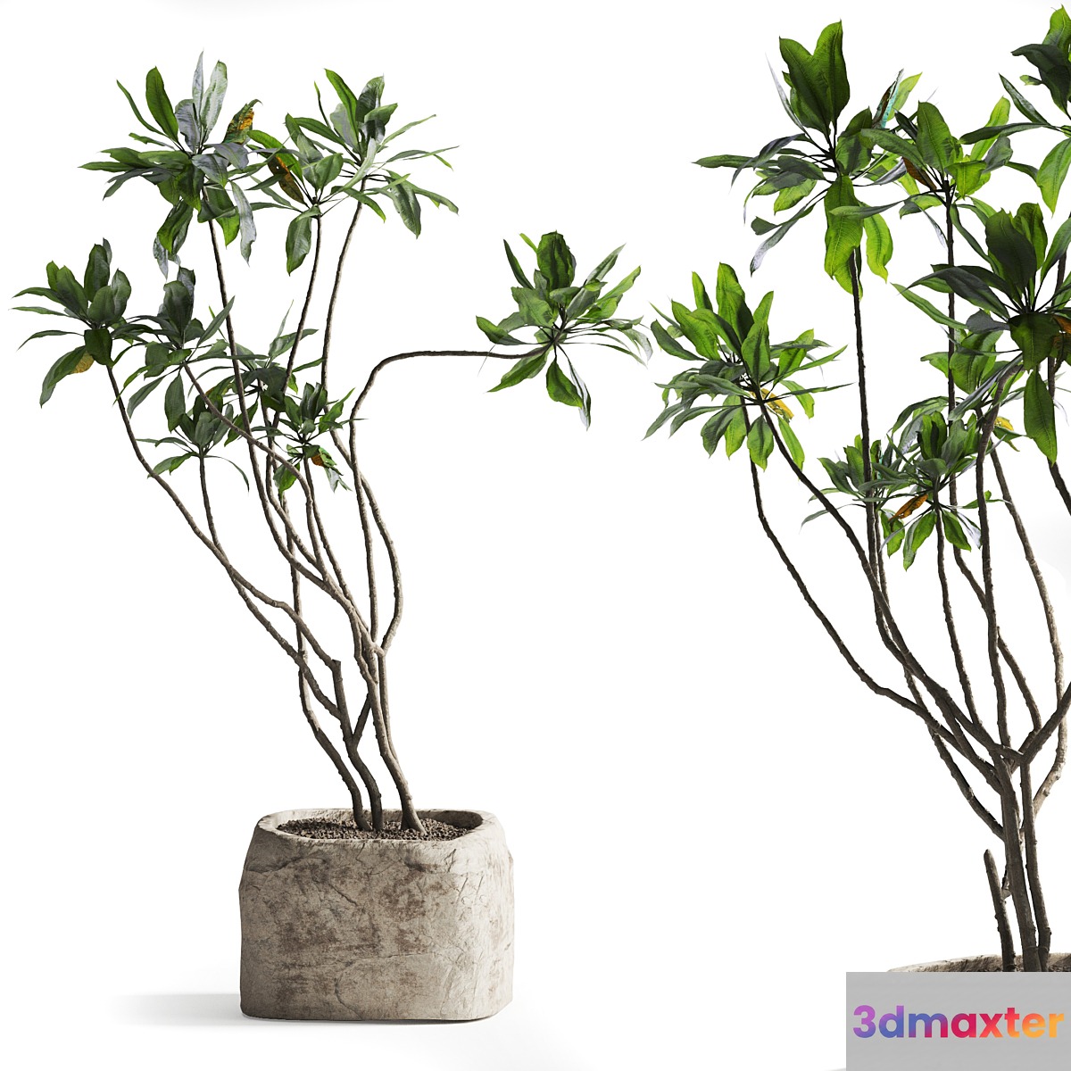 Tree in stone Planter 3D Max