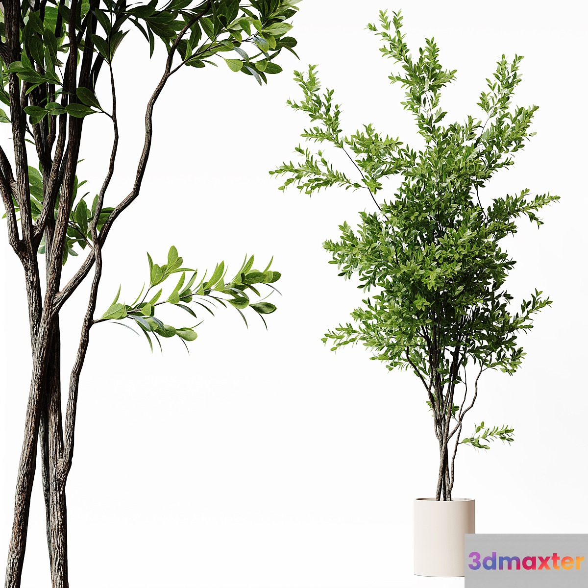Indoor Plant 22 3D Max