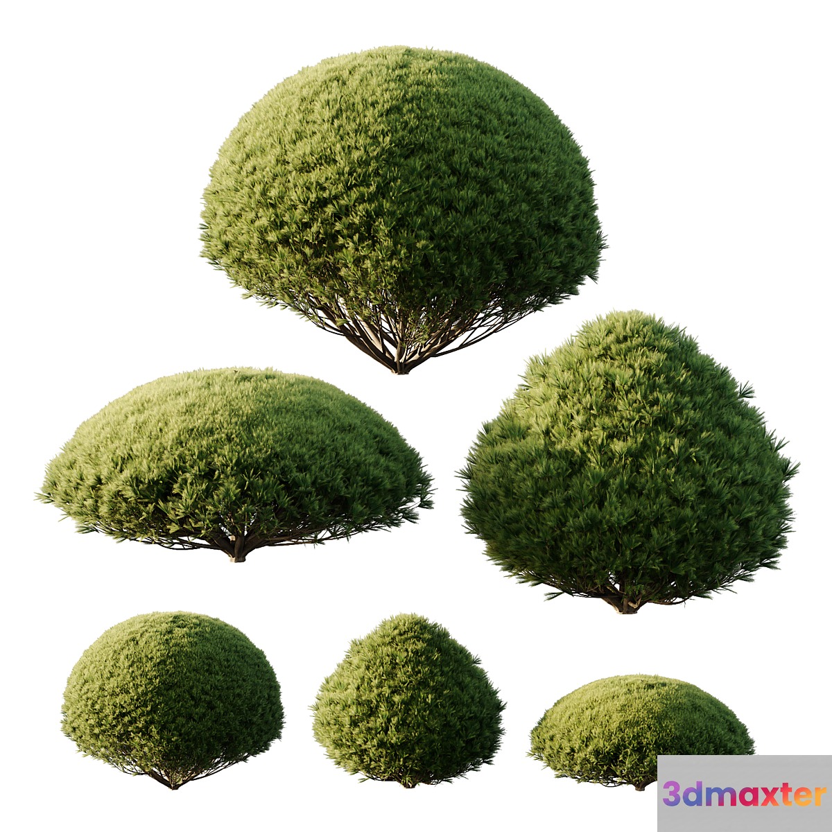 Pinus Mugo Bush03 3D Max