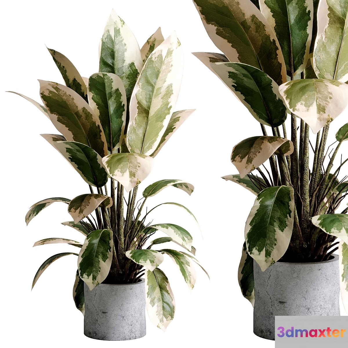 Benjamin Plant - indoor plant set 495 concrete old vase 3D Max
