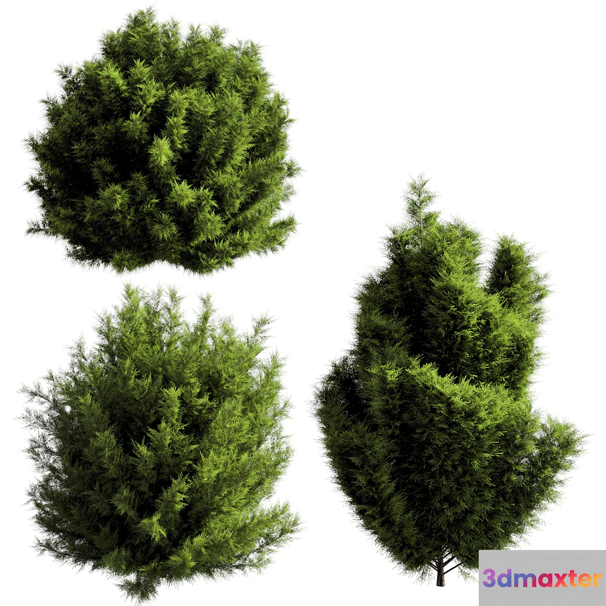 bush outdoor grass 053 3D Max