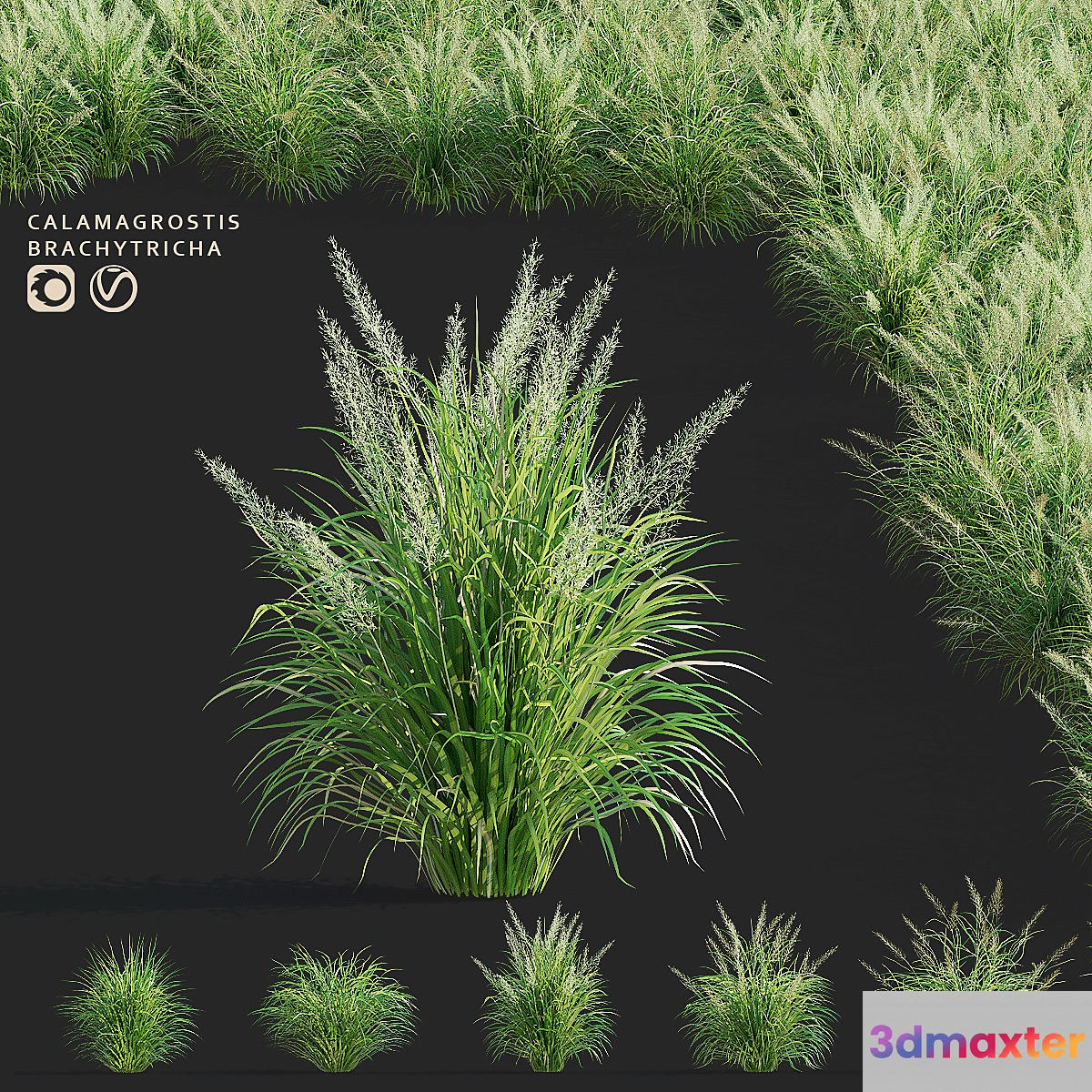 Reed Grass | Calamagrostis brachytricha 3D Max