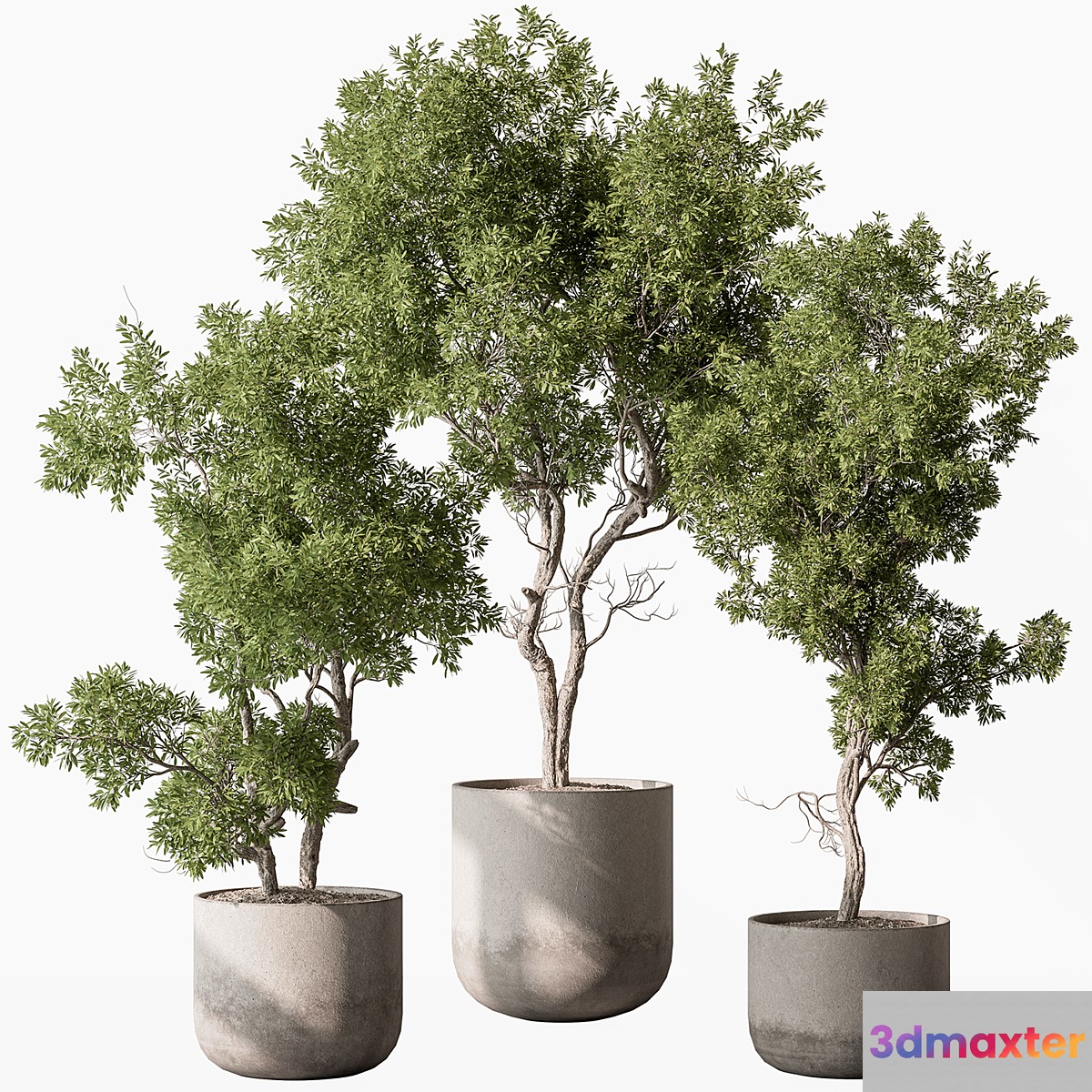 Outdoor Plants 627 - Tree in Pot 3D Max