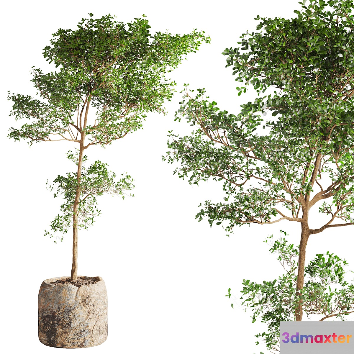 bucida buceras Plant in Handmade Planter 3D Max