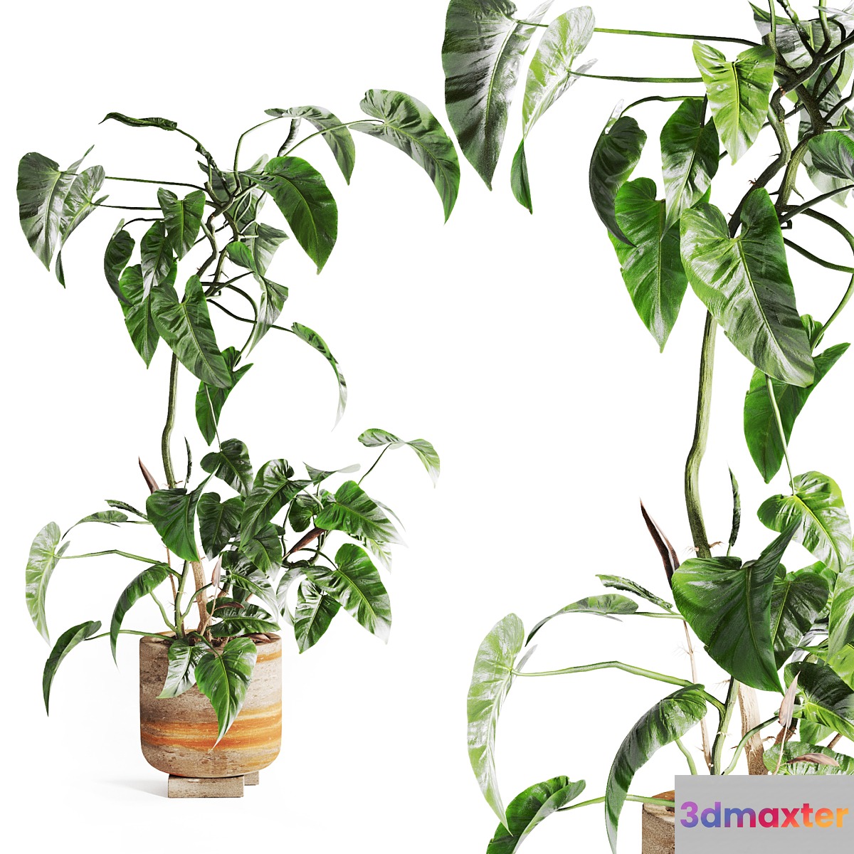 pothos in concrete Pot 3D Max