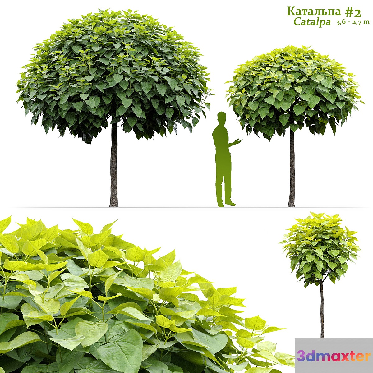 Catalpa #2 3D Max