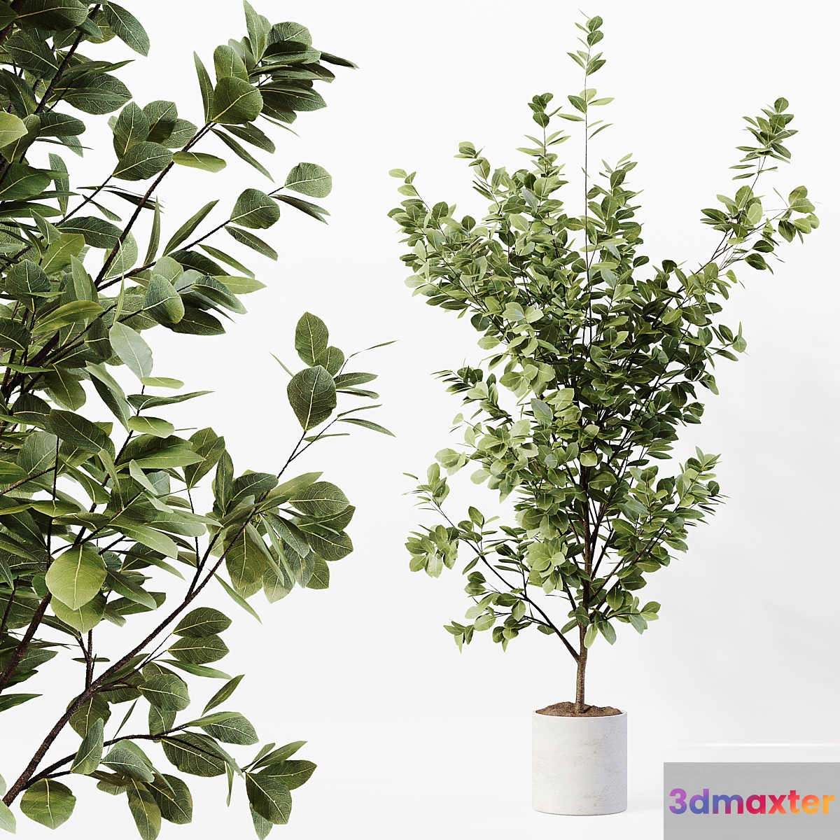 Indoor Plant 06 3D Max