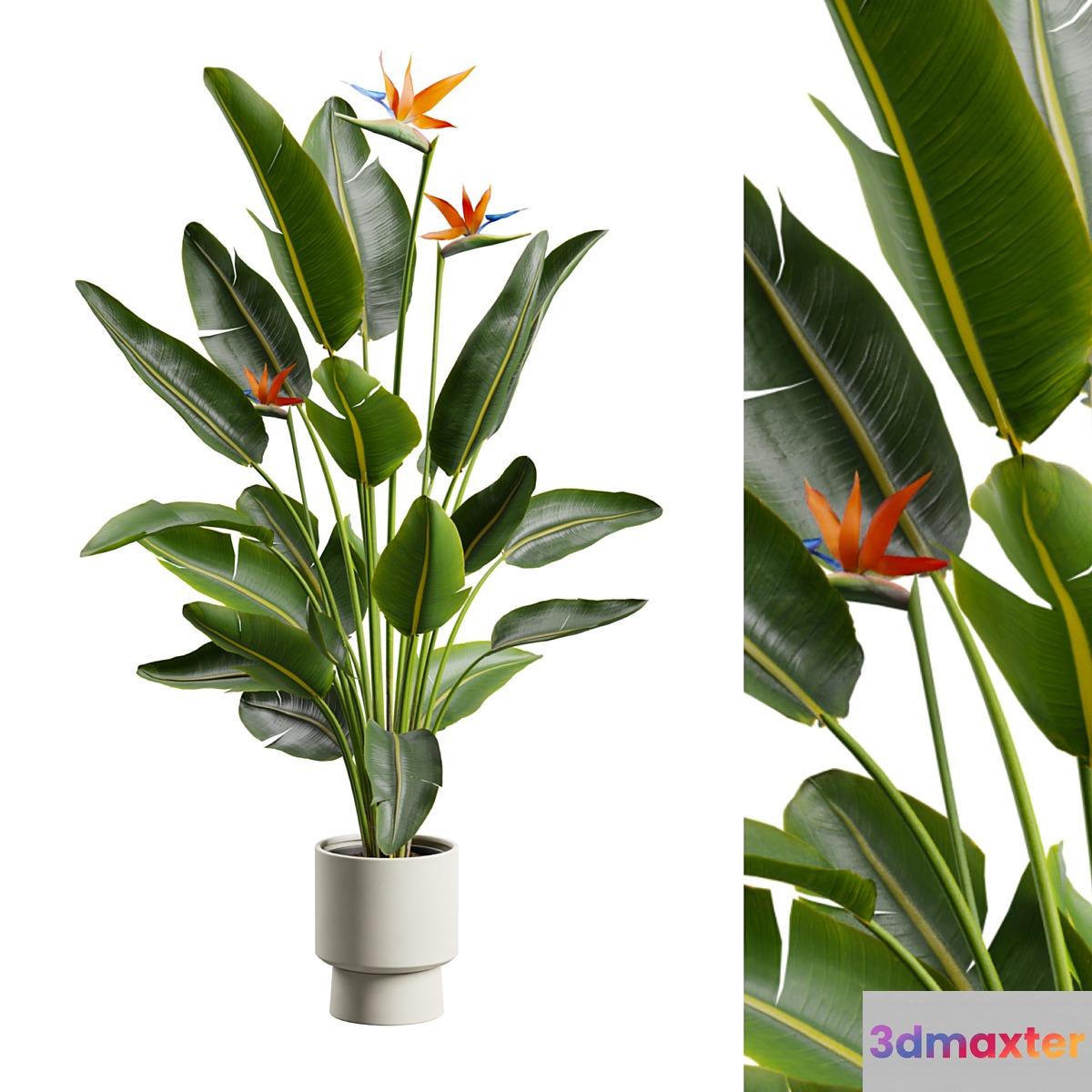 Strelitzia Nicolai - Bird of Paradise Plant 3D Max