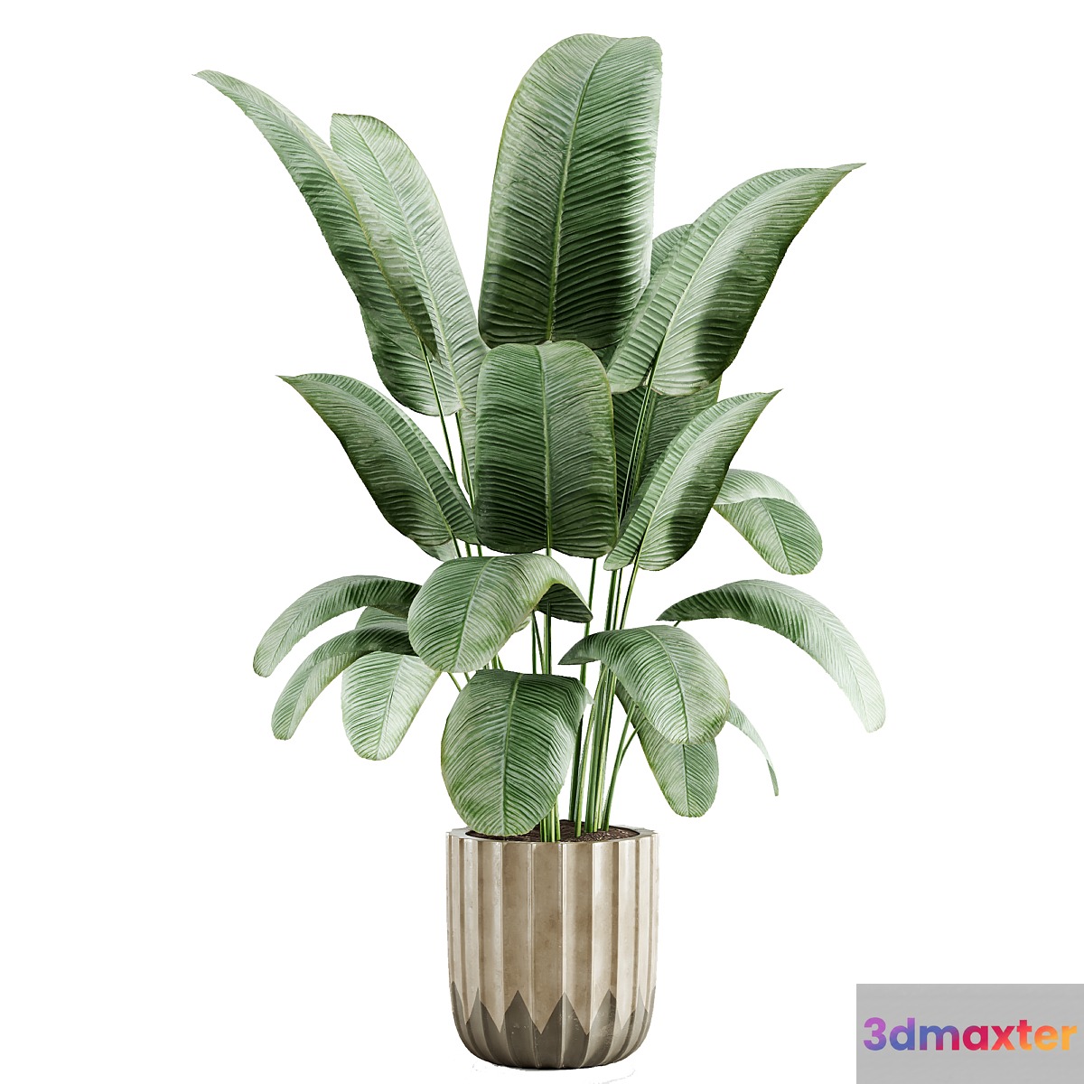 indoor plant 01 3D Max