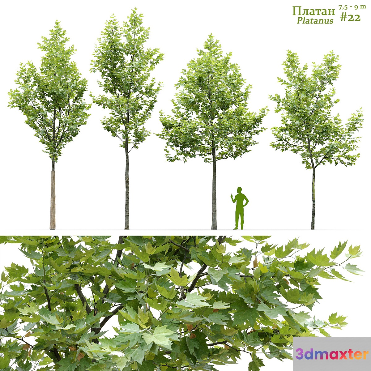 Sycamore _ Platanus #22 3D Max