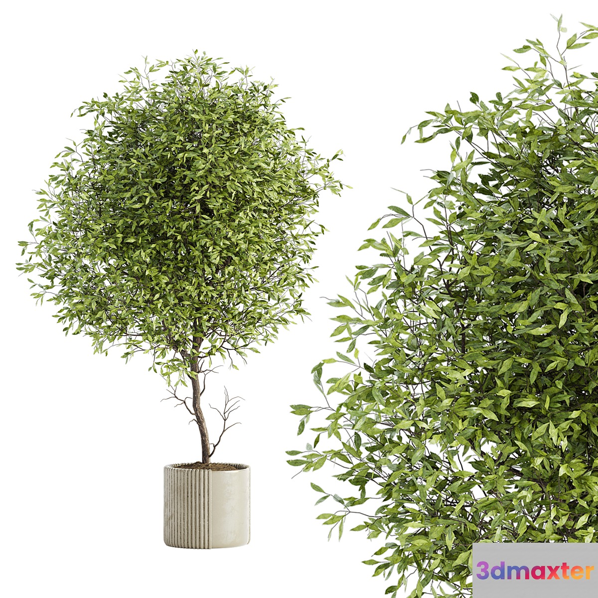 Indoor Plant Set 050 3D Max